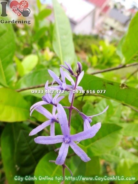 Cây Mai Xanh – Ý Nghĩa, Cách Chăm Sóc & Mua Bán Sỉ Lẻ Giá Tốt Tại TP.HCM