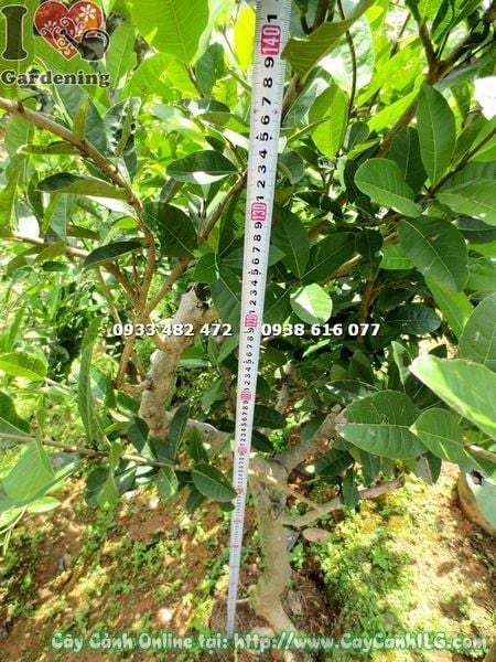 Cây Mai Xanh – Ý Nghĩa, Cách Chăm Sóc & Mua Bán Sỉ Lẻ Giá Tốt Tại TP.HCM