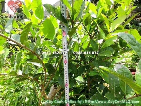 Cây Mai Xanh – Ý Nghĩa, Cách Chăm Sóc & Mua Bán Sỉ Lẻ Giá Tốt Tại TP.HCM