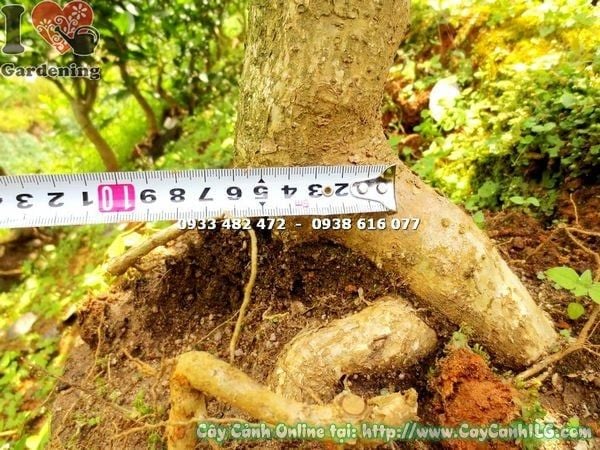 Cây Mai Xanh – Ý Nghĩa, Cách Chăm Sóc & Mua Bán Sỉ Lẻ Giá Tốt Tại TP.HCM