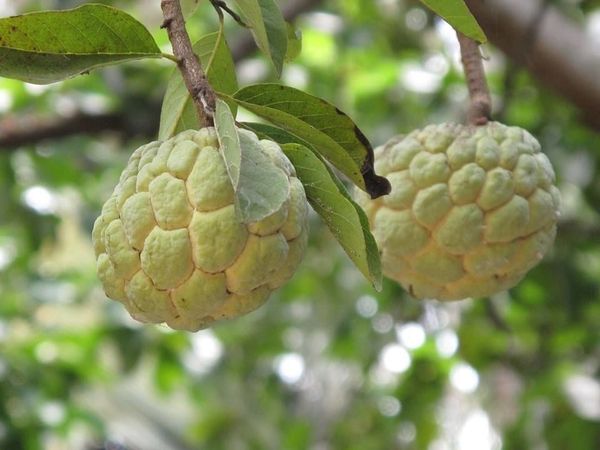 Cây Mãng Cầu – Ý Nghĩa, Cách Chăm Sóc & Mua Bán Sỉ Lẻ Giá Tốt Tại TP.HCM