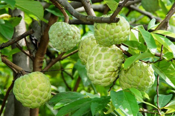 Cây Mãng Cầu – Ý Nghĩa, Cách Chăm Sóc & Mua Bán Sỉ Lẻ Giá Tốt Tại TP.HCM