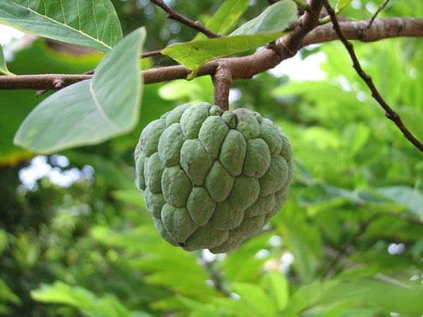 Cây Mãng Cầu – Ý Nghĩa, Cách Chăm Sóc & Mua Bán Sỉ Lẻ Giá Tốt Tại TP.HCM