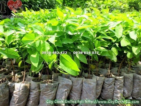 Cây Mãng Cầu – Ý Nghĩa, Cách Chăm Sóc & Mua Bán Sỉ Lẻ Giá Tốt Tại TP.HCM