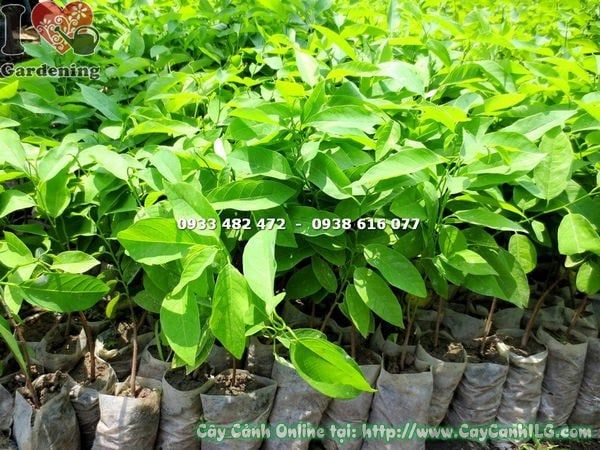 Cây Mãng Cầu – Ý Nghĩa, Cách Chăm Sóc & Mua Bán Sỉ Lẻ Giá Tốt Tại TP.HCM