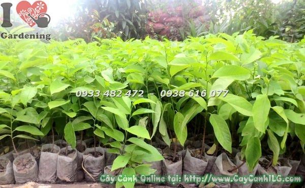 Cây Mãng Cầu – Ý Nghĩa, Cách Chăm Sóc & Mua Bán Sỉ Lẻ Giá Tốt Tại TP.HCM