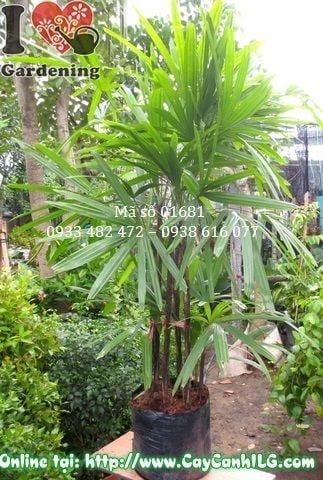 Cây Mật Cật – Ý Nghĩa, Cách Chăm Sóc & Mua Bán Sỉ Lẻ Giá Tốt Tại TP.HCM