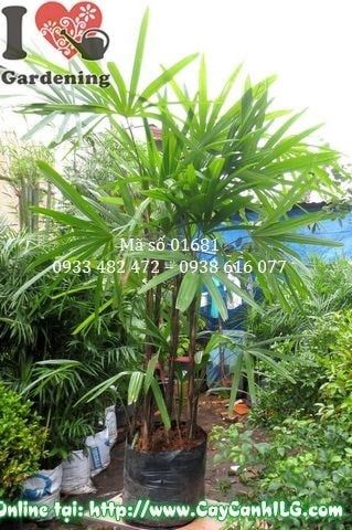 Cây Mật Cật – Ý Nghĩa, Cách Chăm Sóc & Mua Bán Sỉ Lẻ Giá Tốt Tại TP.HCM