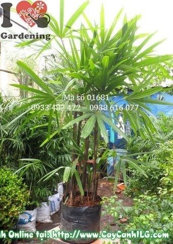 Cây Mật Cật – Ý Nghĩa, Cách Chăm Sóc & Mua Bán Sỉ Lẻ Giá Tốt Tại TP.HCM