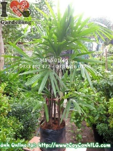 Cây Mật Cật – Ý Nghĩa, Cách Chăm Sóc & Mua Bán Sỉ Lẻ Giá Tốt Tại TP.HCM