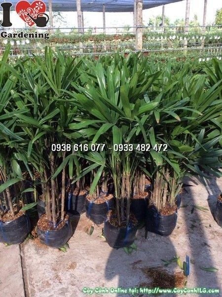 Cây Mật Cật – Ý Nghĩa, Cách Chăm Sóc & Mua Bán Sỉ Lẻ Giá Tốt Tại TP.HCM