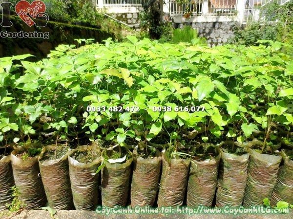 Cây Mật Gấu – Ý Nghĩa, Cách Chăm Sóc & Mua Bán Sỉ Lẻ Giá Tốt Tại TP.HCM