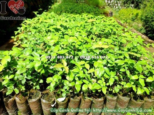Cây Mật Gấu – Ý Nghĩa, Cách Chăm Sóc & Mua Bán Sỉ Lẻ Giá Tốt Tại TP.HCM