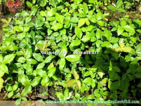 Cây Mật Gấu – Ý Nghĩa, Cách Chăm Sóc & Mua Bán Sỉ Lẻ Giá Tốt Tại TP.HCM