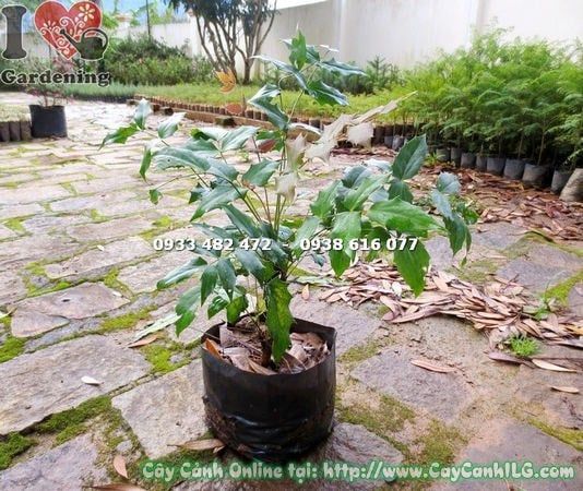 Cây Mật Gấu – Ý Nghĩa, Cách Chăm Sóc & Mua Bán Sỉ Lẻ Giá Tốt Tại TP.HCM