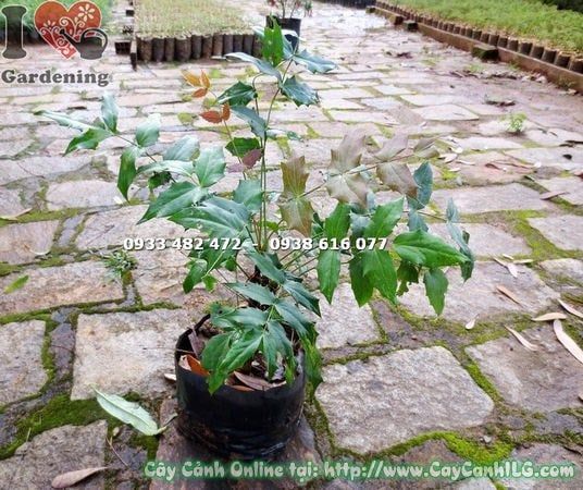 Cây Mật Gấu – Ý Nghĩa, Cách Chăm Sóc & Mua Bán Sỉ Lẻ Giá Tốt Tại TP.HCM
