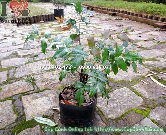 Cây Mật Gấu – Ý Nghĩa, Cách Chăm Sóc & Mua Bán Sỉ Lẻ Giá Tốt Tại TP.HCM