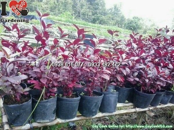 Cây Mắt Nai – Ý Nghĩa, Cách Chăm Sóc & Mua Bán Sỉ Lẻ Giá Tốt Tại TP.HCM
