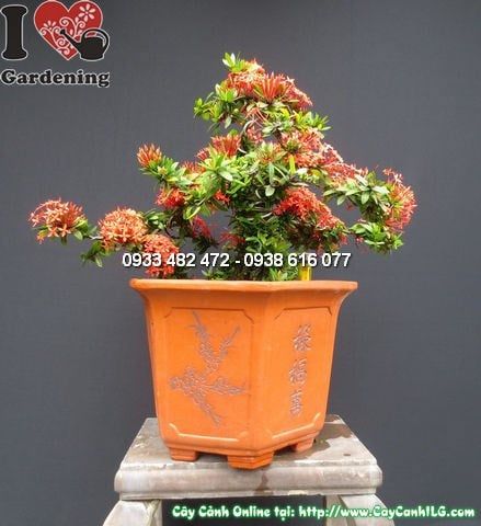 Cây Mẫu Đơn Đỏ – Ý Nghĩa, Cách Chăm Sóc & Mua Bán Sỉ Lẻ Giá Tốt Tại TP.HCM