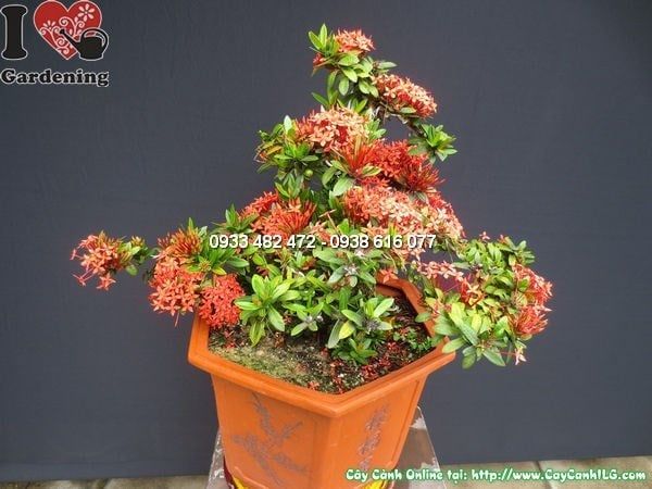 Cây Mẫu Đơn Đỏ – Ý Nghĩa, Cách Chăm Sóc & Mua Bán Sỉ Lẻ Giá Tốt Tại TP.HCM
