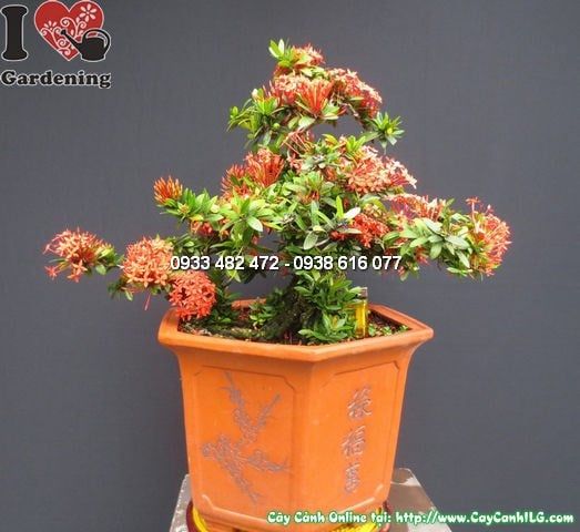 Cây Mẫu Đơn Đỏ – Ý Nghĩa, Cách Chăm Sóc & Mua Bán Sỉ Lẻ Giá Tốt Tại TP.HCM
