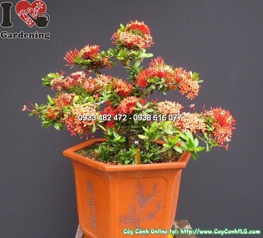 Cây Mẫu Đơn Đỏ – Ý Nghĩa, Cách Chăm Sóc & Mua Bán Sỉ Lẻ Giá Tốt Tại TP.HCM