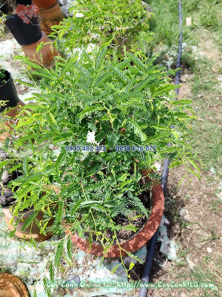 Cây me chua bonsai cao 30cm dáng đẹp