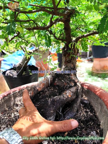 Cây Me Chua Bonsai Cao 30cm