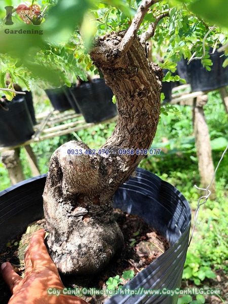 Cây Me Chua Bonsai Cao 30cm