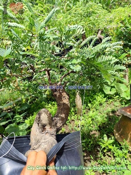 Cây Me Chua Bonsai Cao 30cm