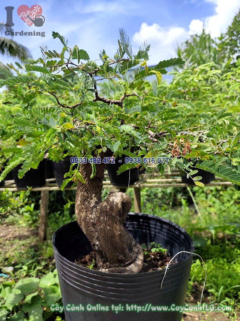 Cây me chua bonsai mini trang trí bàn làm việc