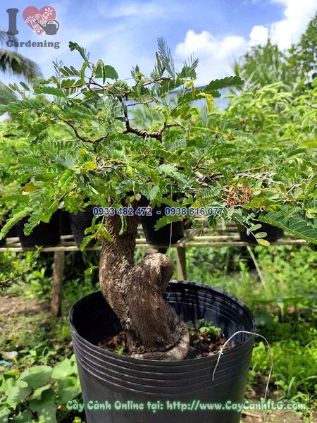 Cây Me Chua Bonsai Cao 30cm
