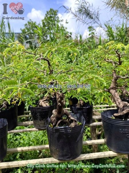 Cây Me Chua Bonsai Cao 30cm