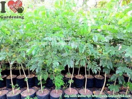 Cây Me Tây – Ý Nghĩa, Cách Chăm Sóc & Mua Bán Sỉ Lẻ Giá Tốt Tại TP.HCM