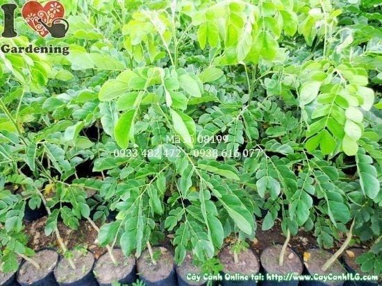 Cây Me Tây – Ý Nghĩa, Cách Chăm Sóc & Mua Bán Sỉ Lẻ Giá Tốt Tại TP.HCM