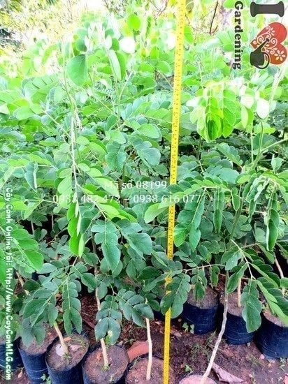 Cây Me Tây – Ý Nghĩa, Cách Chăm Sóc & Mua Bán Sỉ Lẻ Giá Tốt Tại TP.HCM