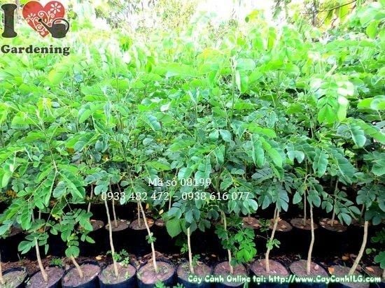 Cây Me Tây – Ý Nghĩa, Cách Chăm Sóc & Mua Bán Sỉ Lẻ Giá Tốt Tại TP.HCM