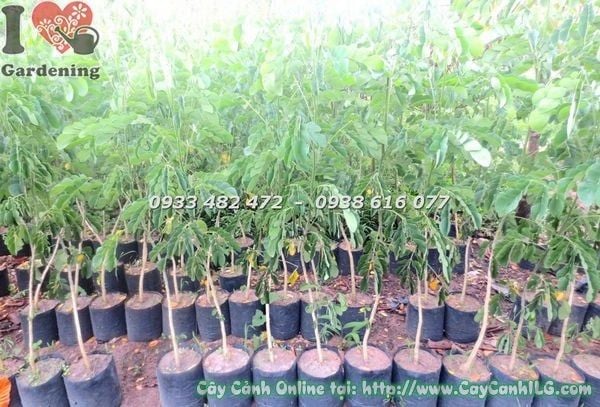 Cây Me Tây – Ý Nghĩa, Cách Chăm Sóc & Mua Bán Sỉ Lẻ Giá Tốt Tại TP.HCM
