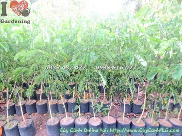 Cây Me Tây – Ý Nghĩa, Cách Chăm Sóc & Mua Bán Sỉ Lẻ Giá Tốt Tại TP.HCM