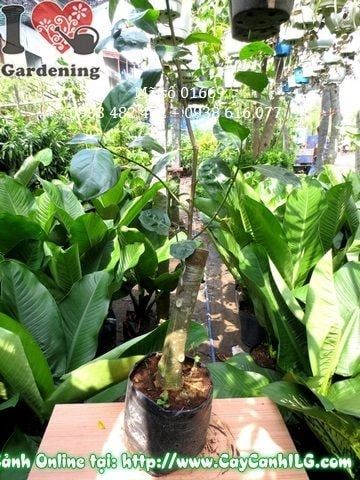 Cây Mít Thái – Ý Nghĩa, Cách Chăm Sóc & Mua Bán Sỉ Lẻ Giá Tốt Tại TP.HCM