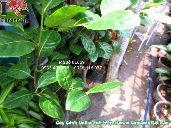 Cây Mít Thái – Ý Nghĩa, Cách Chăm Sóc & Mua Bán Sỉ Lẻ Giá Tốt Tại TP.HCM