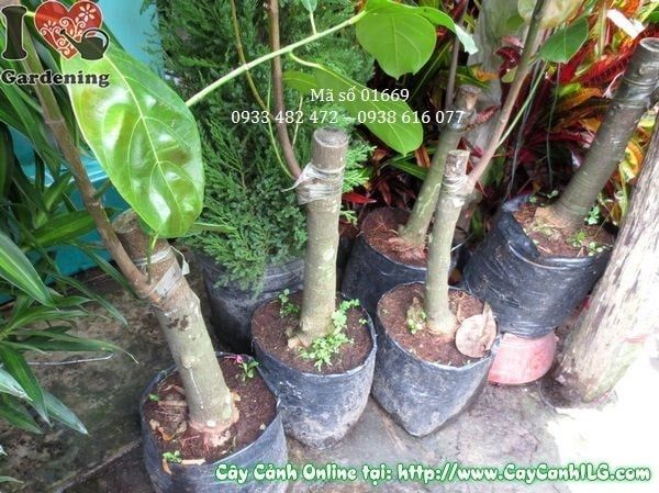 Cây Mít Thái – Ý Nghĩa, Cách Chăm Sóc & Mua Bán Sỉ Lẻ Giá Tốt Tại TP.HCM