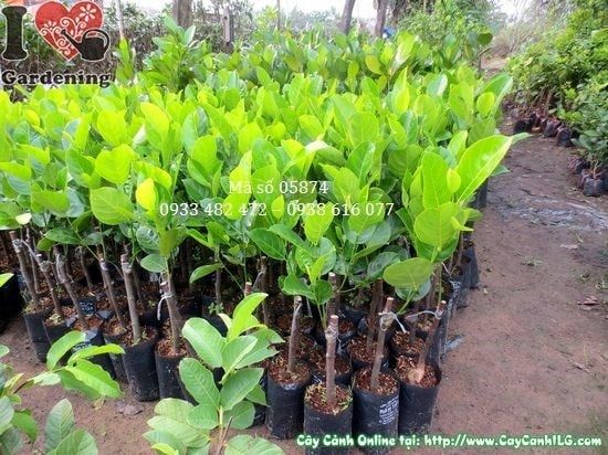 Cây Mít Thái – Ý Nghĩa, Cách Chăm Sóc & Mua Bán Sỉ Lẻ Giá Tốt Tại TP.HCM
