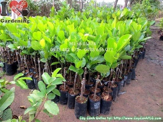 Cây Mít Thái – Ý Nghĩa, Cách Chăm Sóc & Mua Bán Sỉ Lẻ Giá Tốt Tại TP.HCM