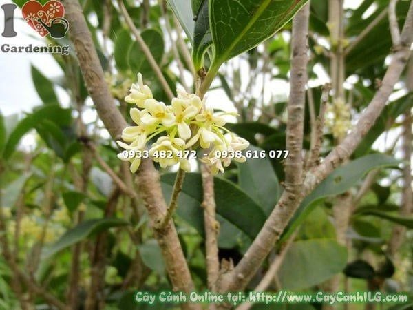 Cây Mộc Hương – Ý Nghĩa, Cách Chăm Sóc & Mua Bán Sỉ Lẻ Giá Tốt Tại TP.HCM