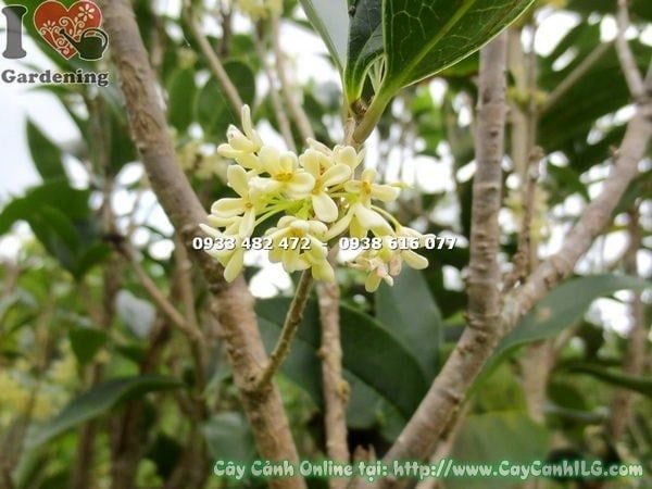 Cây Mộc Hương – Ý Nghĩa, Cách Chăm Sóc & Mua Bán Sỉ Lẻ Giá Tốt Tại TP.HCM