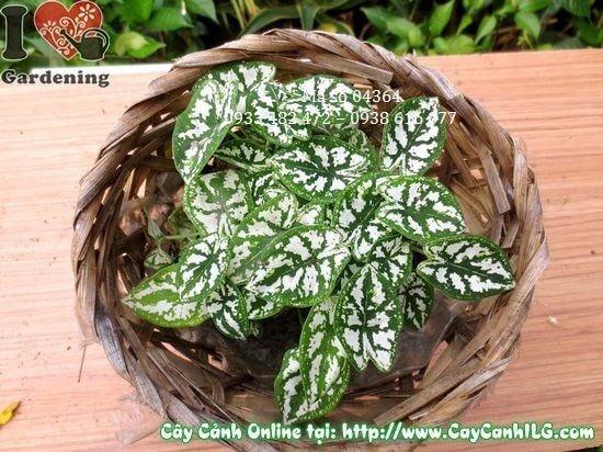 Cây Môn Trắng – Ý Nghĩa, Cách Chăm Sóc & Mua Bán Sỉ Lẻ Giá Tốt Tại TP.HCM