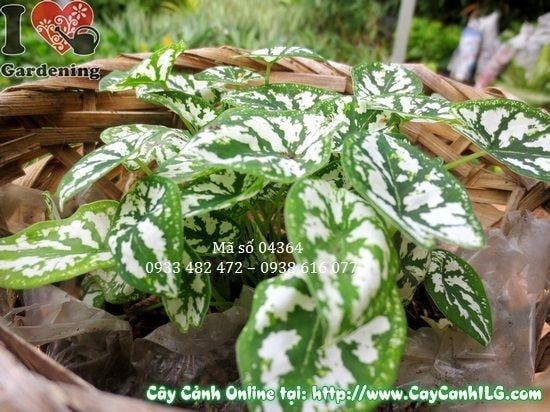 Cây Môn Trắng – Ý Nghĩa, Cách Chăm Sóc & Mua Bán Sỉ Lẻ Giá Tốt Tại TP.HCM