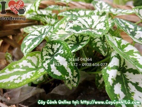 Cây Môn Trắng – Ý Nghĩa, Cách Chăm Sóc & Mua Bán Sỉ Lẻ Giá Tốt Tại TP.HCM