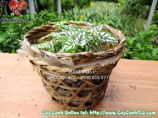 Cây Môn Trắng – Ý Nghĩa, Cách Chăm Sóc & Mua Bán Sỉ Lẻ Giá Tốt Tại TP.HCM